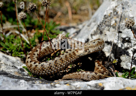 Le Viper Orsini ou de prairies (vipère Vipera ursinii wettsteini) des conditions contrôlées, au Sud Est de la France, septembre. Les espèces vulnérables. Banque D'Images