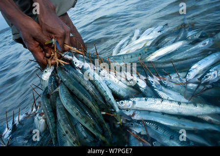 Pêcheur avec un courrier d'Halfbeaks (Hemirhamphus far) à prendre à Shimoni marché à partir de l'île de Wasini, au large de la côte du Kenya, février 2011 Banque D'Images