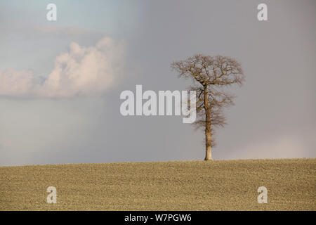 Un vieux chêne (Quercus robur) qui ont survécu sur la ligne de front de la Première Guerre mondiale, dans la région de Saint Quentin, Picardie, France, Février 2012 Banque D'Images