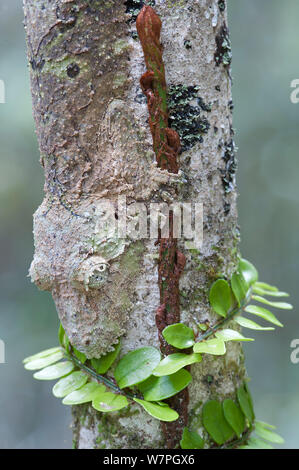 Le gecko à queue de feuille (Uroplatus fimbriatus) Parc Mantadia- Andasibe, Madagascar NP Banque D'Images