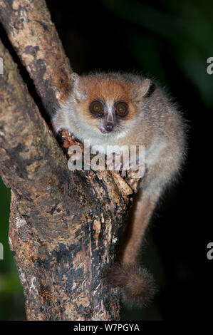 Lémurien souris brune (Microcebus rufus) Ialasatra, Madagascar Banque D'Images