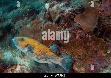 Pompe à points bleus, (Arothron caeruleopunctatus), Palau, Micronésie. Banque D'Images