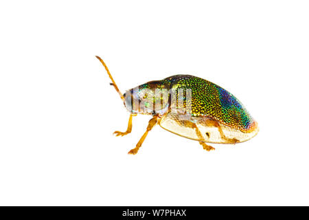 Coléoptère Tortue Geiger (Eurypepla calochroma floridensis), Miami, Floride. meetyourneighbors.net project Banque D'Images