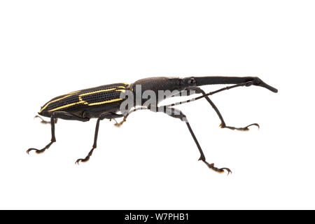 Charançon (straight-snouted Brentidae), Costa Rica. meetyourneighbors.net project Banque D'Images