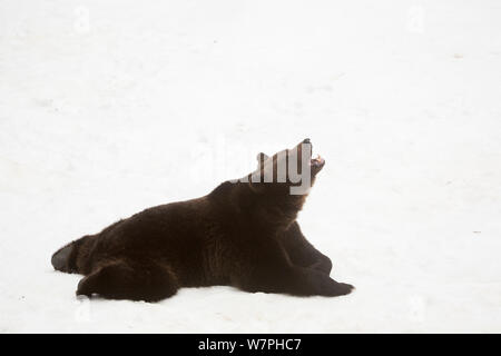 L'ours brun (Ursus arctos) homme couché dans la neige, les bâillements, captifs dans l'enceinte du Parc National de la forêt bavaroise, en Allemagne, en février Banque D'Images