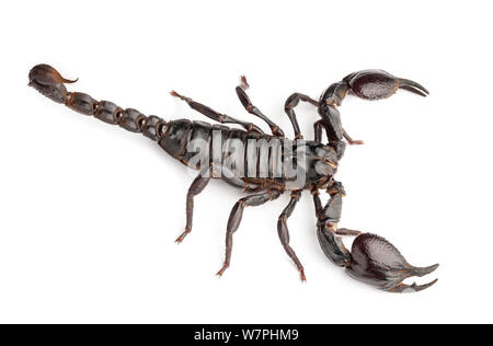 Scorpion Géant En Plastique - Figurine Neuf Pour Collection Ou Décoration