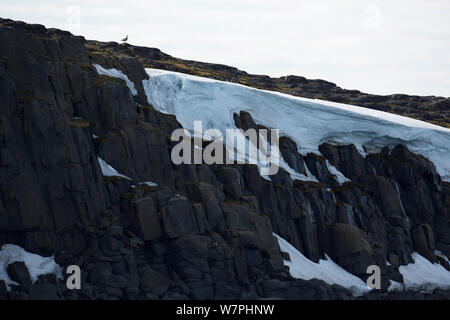 La bernache nonnette (Branta leucopsis) Reproduction en falaise rocheuse face à Martinodden, Svalbard, Norvège, Juillet Banque D'Images