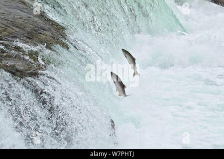 King / chinook (Oncorhynchus tshawytscha) à Brooks River Falls, migrer en amont, Katmai National Park, Alaska, juillet. Banque D'Images