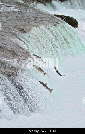 King / chinook (Oncorhynchus tshawytscha) à Brooks River Falls, Katmai National Park, Alaska, juillet. Banque D'Images