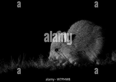 Le Bettong creusant (Aepyprymnus rufescens) la nuit, prises avec caméra infra rouge, Tm Rothwell, Victoria, Australie, octobre Banque D'Images