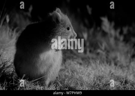 Le Bettong creusant (Aepyprymnus rufescens) la nuit, prises avec caméra infra rouge, Tm Rothwell, Victoria, Australie, octobre Banque D'Images