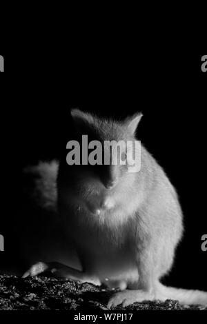 Le Bettong creusant (Aepyprymnus rufescens) la nuit, prises avec caméra infra rouge, Tm Rothwell, Victoria, Australie, octobre Banque D'Images