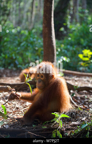 Orang-outan (Pongo pygmaeus) dans la forêt. Nyaru Menteng Le Projet de réintroduction de l'orang-outan, le centre du Kalimantan, Bornéo, Indonésie. Banque D'Images