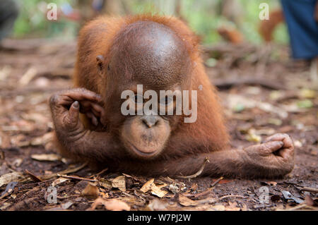 Orang-outan (Pongo pygmaeus) juvenile reposant sur la couverture morte, Nyaru Menteng Le Projet de réintroduction de l'orang-outan, le centre du Kalimantan, Bornéo, Indonésie. Banque D'Images
