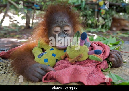Orang-outan (Pongo pygmaeus) mineurs orphelins en pépinière, dormant sur les jouets. Nyaru Menteng Le Projet de réintroduction de l'orang-outan, le centre du Kalimantan, Bornéo, Indonésie. Banque D'Images
