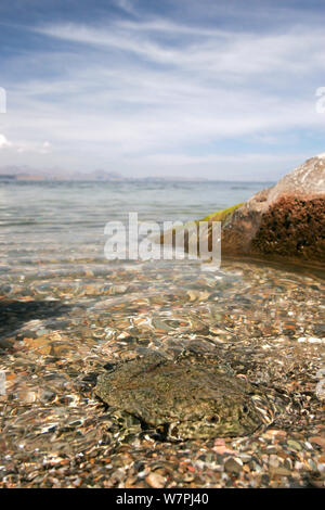 La peau flasque (grenouille Telmatobius culeus) dans le lac Titicaca, les Andes à la frontière du Pérou et de la bolivie Banque D'Images