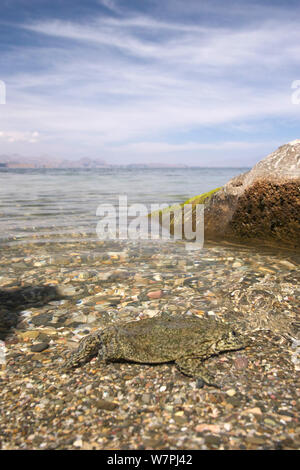 La peau flasque (grenouille Telmatobius culeus) dans le lac, des profils dans l'habitat de haute altitude du lac Titicaca, des Andes, à la frontière du Pérou et de la bolivie Banque D'Images