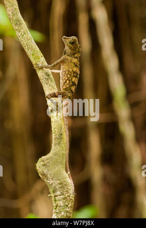 Bornéo Dragon (Gonocephalus borneensis). Danum Valley, Sabah, Bornéo. Banque D'Images