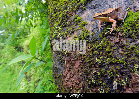 Trivandrum / Golden Frog (Hylarana aurantiaca) dans son paysage. Western Ghats, India. Les espèces vulnérables. Banque D'Images