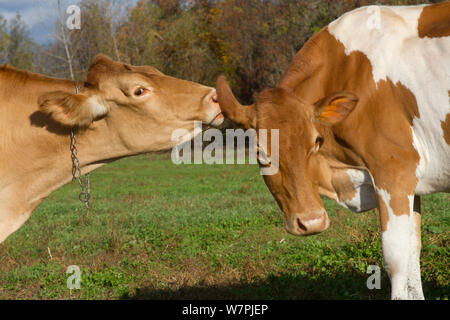 Les vaches Guernesey toilettage mutuel en automne, East Granby, Connecticut, USA. (Non-ex) Banque D'Images