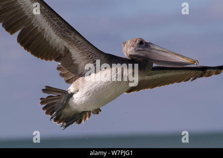 L'Est de Pélican brun (Pelecanus occidentalis), sub-adultes volant au-dessus du golfe du Mexique ; comté de Pinellas, Floride, USA, Novembre Banque D'Images