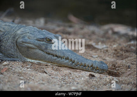 Freshwater Crocodile (Crocodylus johnsoni) au soleil sur rivière, Windjana Gorge National Park, le Kimberly, l'ouest de l'Australie, juillet Banque D'Images