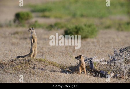 (Cynictis penicillata Mangouste jaune) les jeunes à den. deHoop réserve naturelle. Western Cape, Afrique du Sud, janvier Banque D'Images