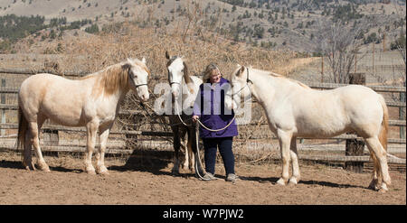 Photographe Carol Walker avec son adoption par les chevaux sauvages / Mustang Claro, Cremosso et Mica, arrondi de la crête McCullough et Adobe troupeau troupeau ville dans le Wyoming. Se reposant dans leur corral, Colorado, USA. Banque D'Images