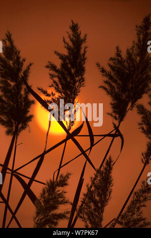 Roseaux (Phragmites australis / communis) au coucher du soleil Norfolk UK Banque D'Images