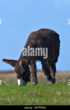 Le Baudet du Poitou (Equus asinus) pâturage, France Banque D'Images