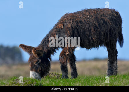 Le Baudet du Poitou (Equus asinus) pâturage, France Banque D'Images