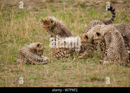 Le Guépard (Acinonyx jubatus) grand groupe de cinq oursons jouant, Masai Mara, Kenya Banque D'Images