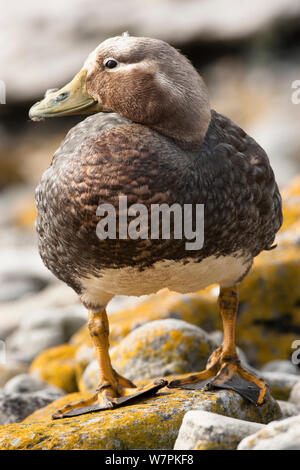 Bateau à vapeur (incapable de Falkland (Tachyeres brachypterus) Canard portrait adultes, endémique, l'île de West Point, Îles Falkland Banque D'Images