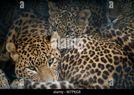 Sri Lanka leopard (Panthera pardus kotiya) mère et oursons en captivité, Banque D'Images