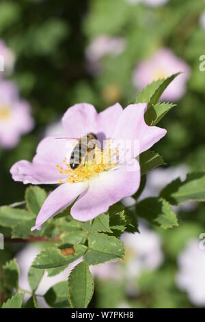 Abeille Apis mellifera est la collecte du pollen de fleur blanche de bush dog rose. L'rosa canina, semblable à un Sweet Briar également appelé eglantine stat Banque D'Images