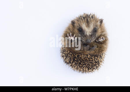 Hérisson (Erinaceus europaeus) jeune orphelin sur le dos au centre de sauvetage, captive Banque D'Images