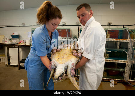 James Cook University étudiant vétérinaire et tenir à la tortue verte (Chelonia mydas) ils ont nommé Roxy avec de graves cas de fibropapillomas.Townsville, Queensland, Australie, août 2011 Banque D'Images