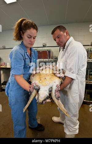 James Cook University étudiant vétérinaire et tenir à la tortue verte (Chelonia mydas) ils ont nommé Roxy avec de graves cas de fibropapillomas. Townsville, Queensland, Australie, août 2011 Banque D'Images