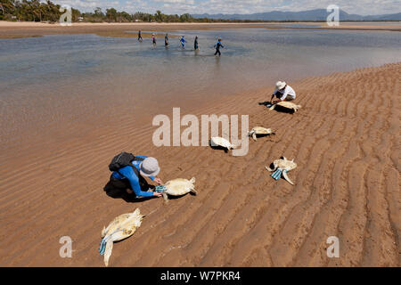 Les bénévoles couvrir la tête des tortues vertes nouvellement capturés avec une pochette afin de les calmer tandis que d'autres flaques d'eau la grille pour plus de tortues. Townsville, Queensland, Australie, août 2011 Banque D'Images