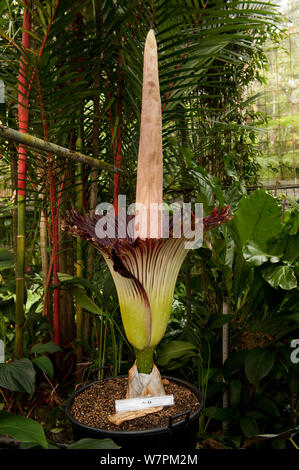 L'Arum Titan (Amorphophallus titanum) en fleur au Jardin botanique de Cairns, Queensland, Australie Banque D'Images