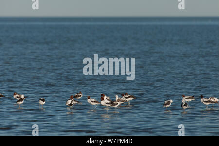 Red-necked Avocet (Recurvirostra novaehollandiae) dans le lac Eyre depuis les rives de la Baie d'Halligan, Australie du Sud Banque D'Images