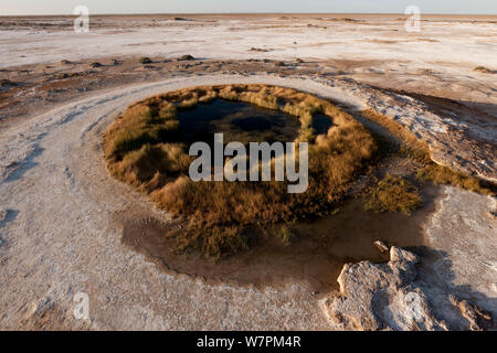 Tasse Blanche mound springs entourée par des champs de sel. un puits artésien qui ressort des sédiments des dépôts autour de lui formant un dôme. Wabma Kadarbu Mound Springs Conservation Park, Australie du Sud, Juin 2011 Banque D'Images