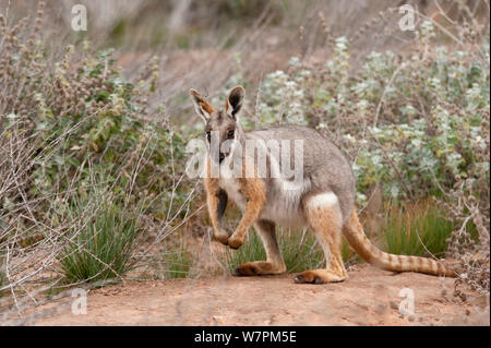 Yellow-footed Rock wallaby (Petrogale xanthopus-) Australie du Sud Banque D'Images