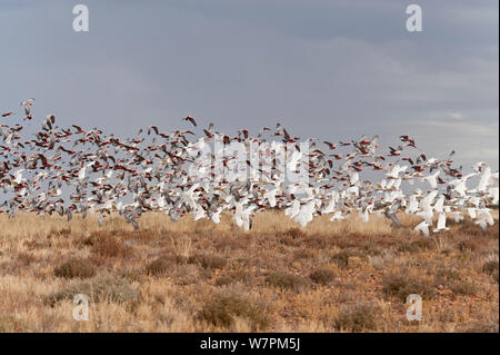 Galahs (Eolophus roseicapilla) et peu corellas (Cacatua sanguinea) se nourrissent de la semence de l'herbe abondante de l'outback, l'Australie du Sud, Australie Banque D'Images