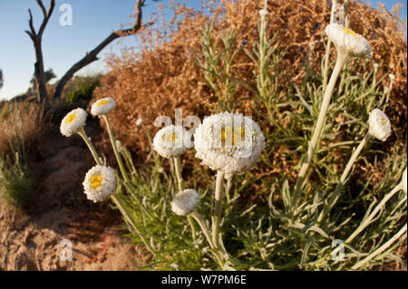 Œufs pochés daisies (Polycalymma stuartii) poussant dans le désert australien, l'Australie du Sud, Australie Banque D'Images