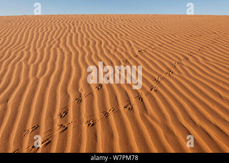 Dunes de sable et des traces de pas dans le Simpson desert réserve régionale, l'Australie du Sud, Australie Banque D'Images
