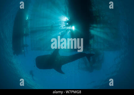 Requin-baleine (Rhincodon typus) près d'un appareil de pêche appelée "Bagan', un bateau outrigger stationnaire, avec une nette entre les longerons et forte lumière la nuit pour attirer les anchois et scad. Les requins baleines sont attirés par les poissons qui est jetée dans la matinée. Cenderawasih Bay, province de Papouasie, Indonésie Banque D'Images