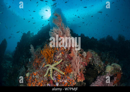 Raja Ampat coral reef avec sea-star, Raja Ampat, Papouasie occidentale, en Indonésie Banque D'Images