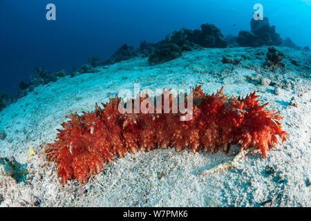 Red-Lined concombre de mer (Thelenota rubralineata) Raja Ampat, Papouasie occidentale, en Indonésie Banque D'Images