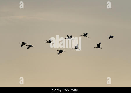 Grues Sarus (Grus antigone) en vol, Atherton Tablelands, Queensland, Australie Banque D'Images